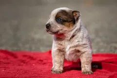 cattledog-welpe-1