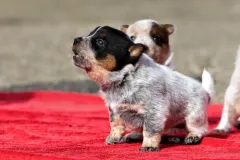 cattledog-welpe-2