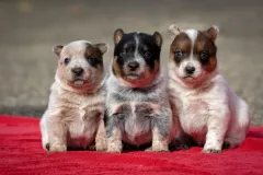 cattledog-welpe-3