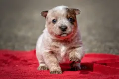 cattledog-welpe-4
