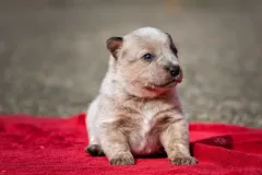 cattledog-welpe-5