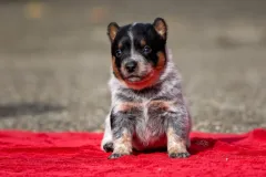 cattledog-welpe-6