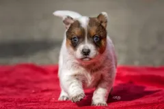 cattledog-welpe-7