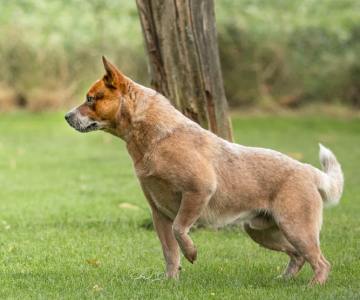 Australian Cattle Dog Burnbright’s Eddy