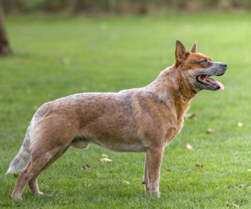 Seitenansicht Australian Cattle Dog Burnbright’s Eddy