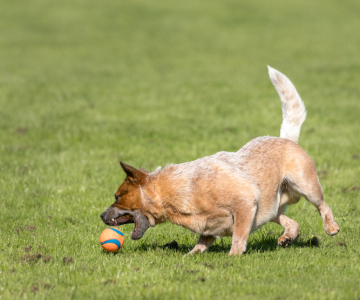 Australian Cattle Dog Burnbright’s Eddy spielt mit Ball
