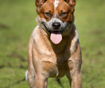 Unser Australian Cattle Dog Burnbright’s Eddy