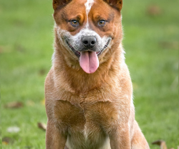Einzigartiger Burnbright’s Eddy