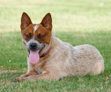Wunderschöner Australian Cattle Dog Burnbright’s Eddy