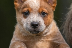 sep-cattledog-1