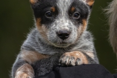 sep-cattledog-2