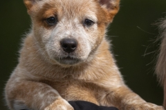sep-cattledog-3