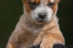 sep-cattledog-4