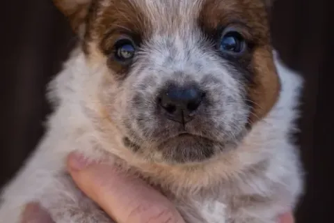 cattledog-pvr-1
