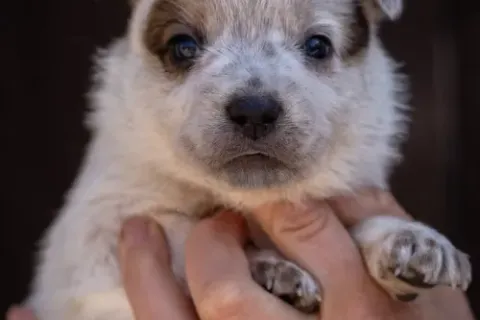 cattledog-pvr-2