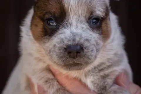 cattledog-pvr-3