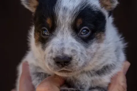 cattledog-pvr-4