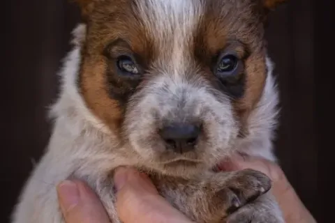 cattledog-pvr-5