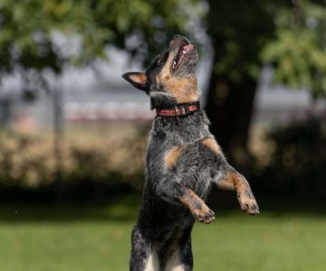 Yuma Australian Cattle Dog