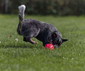 Yuma an Australian Cattle Dog