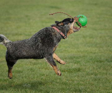 Australian Cattle Dog