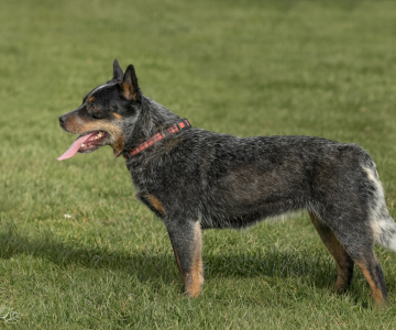 Yuma wonderful Australian Cattle Dog