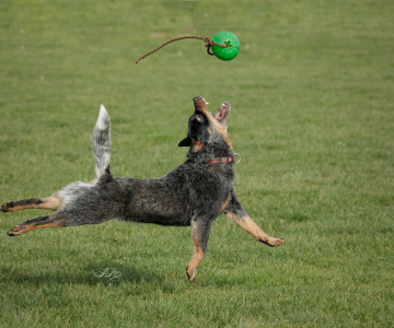 Yuma in action