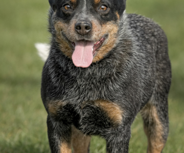 the front of an Australian Cattle Dog