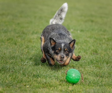 Yuma playing