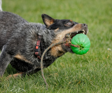 Yuma Australian Cattle Dog with a ball